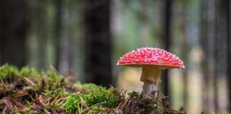 Z jakich elementów składa się grzyb?