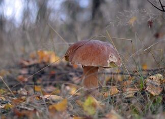 Z jakim grzybem można pomylić prawdziwka? Z jakim grzybem można pomylić prawdziwka?