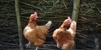 Jakie są typy sera? Jakie są typy sera?