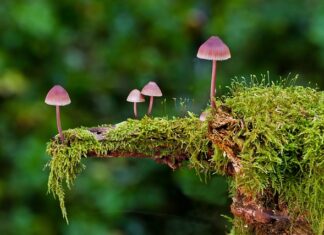 Co można zrobić z ogonków od grzybów?