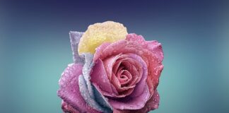 Czy płatki owsiane górskie trzeba gotować?