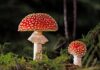 Czy po grzybach powiększają się źrenice? Czy po grzybach powiększają się źrenice?