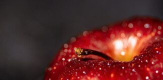 Jakie są korzyści grzybów?