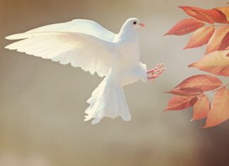 Jak to się dzieje że gołąb wraca do domu? Jak to się dzieje że gołąb wraca do domu?