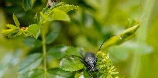 Czy można wędzić drewnem dębowym? Czy można wędzić drewnem dębowym?