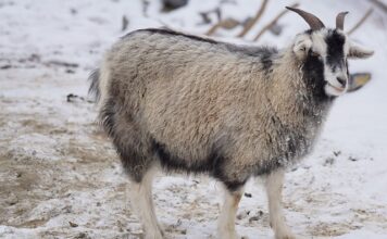 Czy podszerstek odrasta?