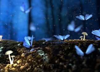 Czy ugotowane grzyby są trujące?