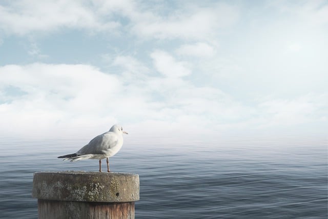 Jak uspokoić psa przed podróżą? Jak uspokoić psa przed podróżą?