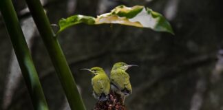 W jakich krajach nie ma pająków? W jakich krajach nie ma pająków?