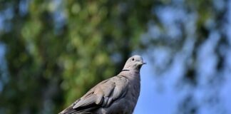 Jak karmienie gołębi w dniu koszowania? Jak karmienie gołębi w dniu koszowania?