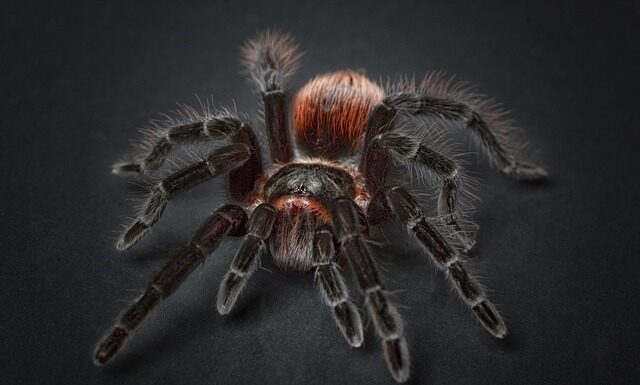 Czy pająki są agresywne?