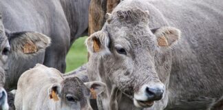 Czy codzienne żucie gumy jest zdrowe?