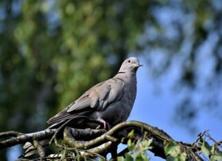Ile można mieć gołębi? Ile można mieć gołębi?
