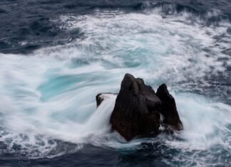 Jaka jest cena tofu? Jaka jest cena tofu?