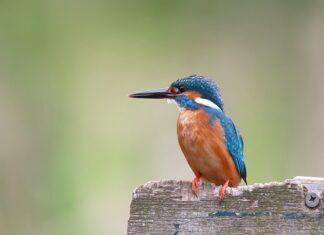 Jak samemu zrobić wolierę?