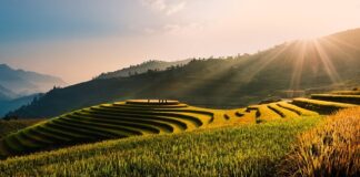 Co to znaczy jak królik mnie liże?