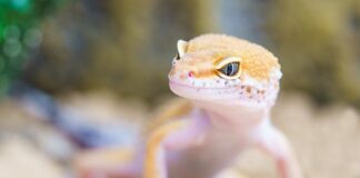 Czy w Michałkach są robaki?