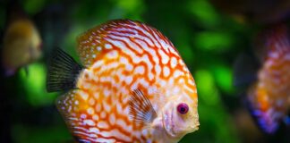 Ile kosztuje akwarium 200l? Ile kosztuje akwarium 200l?