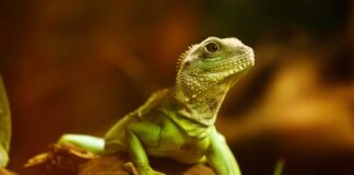 Jak długo agama może nie jeść?