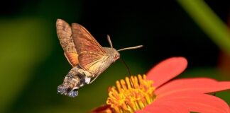 Czym karmić chorego gołębia?