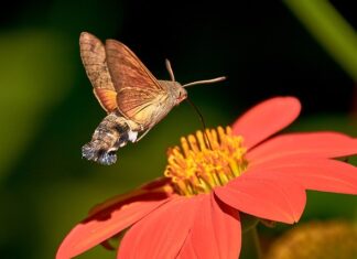 Czym karmić chorego gołębia? Czym karmić chorego gołębia?
