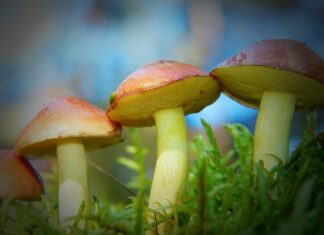 Z czym można pomylić maślaki?