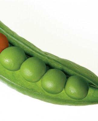 Kiedy zbiera się groch?