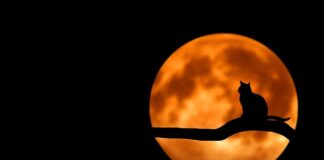 Dlaczego kot miauczy w czasie jazdy samochodem? Dlaczego kot miauczy w czasie jazdy samochodem?