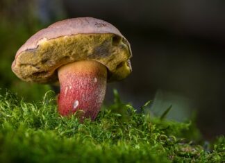 Czy borowik i prawdziwek to to samo?