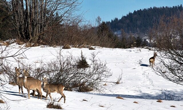 Czy sarny jedzą groch?