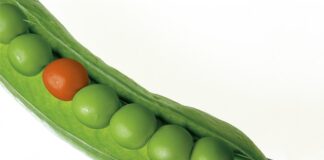 Czy groch gotować w tej samej wodzie w której się moczył? Czy groch gotować w tej samej wodzie w której się moczył?