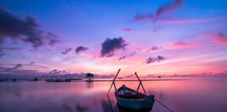 Na jaki kolor widzi królik?