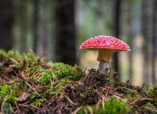 Jak rozpoznać czy grzyb jest trujący? Jak rozpoznać czy grzyb jest trujący?
