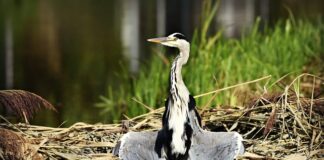 Jak suszyć groch? Jak suszyć groch?