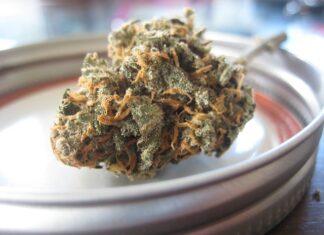 Co to jest ekstrakt z guarany? Co to jest ekstrakt z guarany?