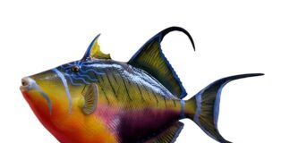 Czy mrożona rybę można wędzić?