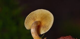 Jak długo żyje grzybnia?