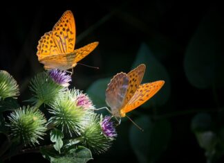 Co zrobić żeby masa cukrowa nie Pękala?
