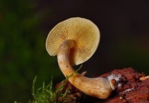 Kiedy sadzić grzybnię w ogrodzie?