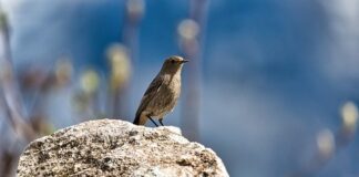 Czy biała pleśń jest szkodliwa?