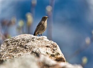 Czy biała pleśń jest szkodliwa? Czy biała pleśń jest szkodliwa?