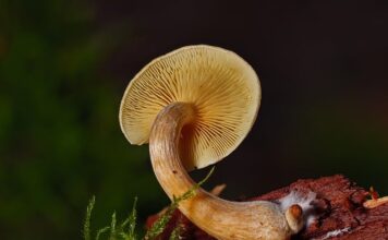 Jak samemu zrobić grzybnie boczniaka?