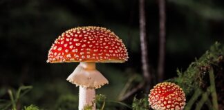 Jak się czujesz po grzybach?