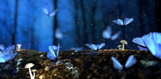 Co robią grzyby? Co robią grzyby?